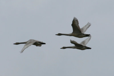 g2/24/1048224/3/148735232.DuTeo5vY.jpg