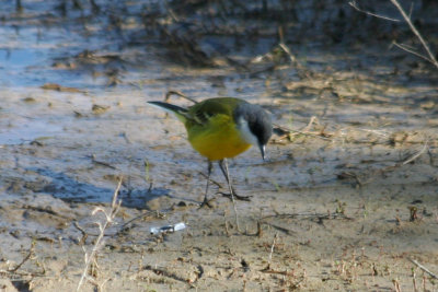 Ashy-headed Wagtail (Motacilla flava cinereocapilla) Delta Llobregat, Barcelona.JPG