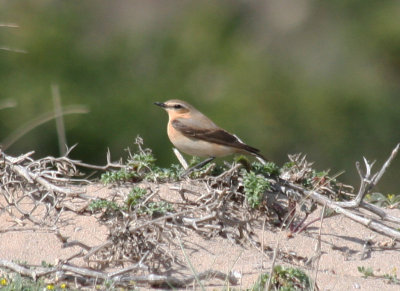 Northern Wheatear (Oenanthe oenanthe) Barcelona, Delta del Llobregat.JPG