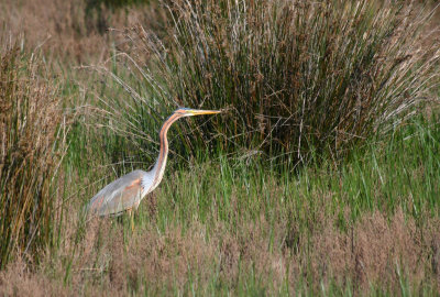Purple Heron (Ardea purpurea) Barcelona, Delta del Llobregat