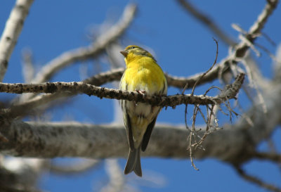 European Serin (Serinus serinus) Barcelona, Delta del Llobregat.JPG
