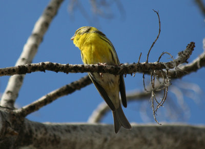 European Serin (Serinus serinus) Barcelona, Delta del Llobregat