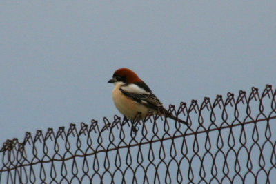 Woodchat Shrike (Lanius senator) Barcelona, Delta del Llobregat.JPG