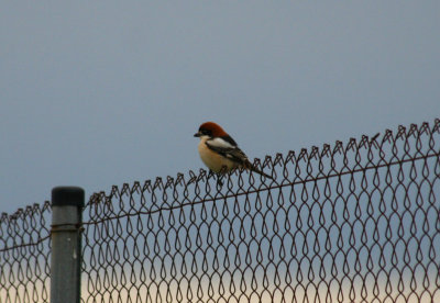 Woodchat Shrike (Lanius senator) Barcelona, Delta del Llobregat.JPG
