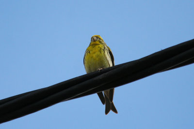 European Serin (Serinus serinus) Barcelona, Delta del Llobregat.JPG