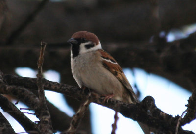 Eurasian Tree Sparrow (Passer montanus) Barcelona, Delta del Llobregat.JPG