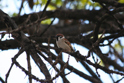 Eurasian Tree Sparrow (Passer montanus) Barcelona, Delta del Llobregat