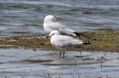 Audouin's Gull (Ichthyaetus audouinii) Delta Llobregat, Barcelona.JPG