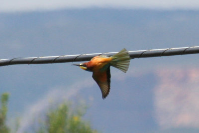 European Bee-eater (Merops apiaster) Barcelona, Delta del Llobregat.JPG