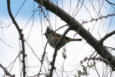 Crested Tit (Lophophanes cristatus) Barcelona, Delta del Llobregat