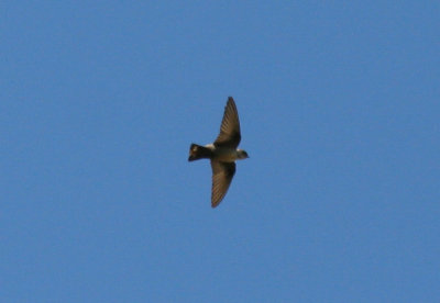 Eurasian Crag Martin (Ptyonoprogne rupestris) Montserrat, Barcelona