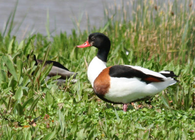 Common Shelduck (Tadorna tadorna) Delta Llobregat Barcelona 1-4-2013.JPG