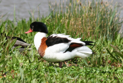 Common Shelduck (Tadorna tadorna) Barcelona, Delta del Llobregat.JPG
