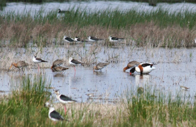 Black-tailed Godwit, Ruff, Little Stint, Black-winged Stilt and Common Shelduck - Barcelona, Delta del Llobregat