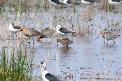 Ruff (Philomachus pugnax) Barcelona, Delta del Llobregat