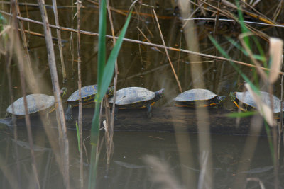 Trachemys scripta elegans (exotic/escapes) Barcelona, Delta del Llobregat.JPG