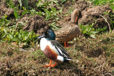 Northern Shoveler (Anas clypeata) Barcelona, Delta del Llobregat