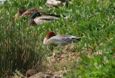 Eurasian Wigeon (Anas penelope) Barcelona, Delta del Llobregat