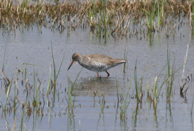 Common Redshank (Tringa totanus) Barcelona, Delta del Llobregat