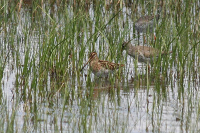 Common Snipe (Gallinago gallinago) Delta LLobregat, Barcelona