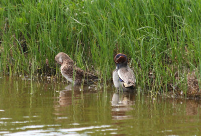 Common Teal (Anas crecca) Barcelona, Delta del Llobregat.JPG