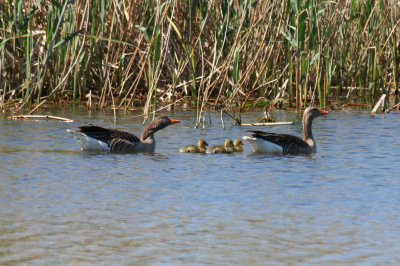 Greylag Goose (Anser anser) Delta Llobregat, Barcelona