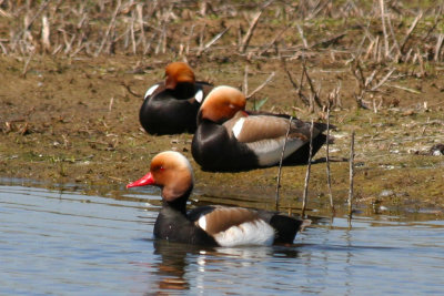 Red-crested Pochard (Netta rufina) Barcelona, Delta del Llobregat