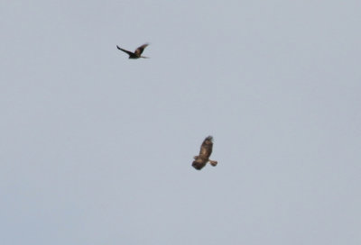 Short-toed Eagle (Circaetus gallicus) Los Monegros, Huesca, Spain.JPG