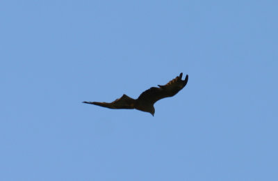 Black Kite (Milvus migrans) Los Monegros, Huesca, Spain.JPG