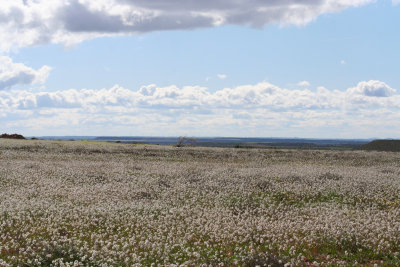 Los Monegros, Spain.JPG