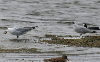 Audouin's Gull (Ichthyaetus audouinii) Delta Llobregat, Barcelona.JPG
