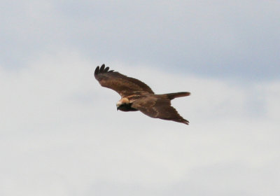 Western Marsh Harrier (Circus aeruginosus) Barcelona, Delta del Llobregat
