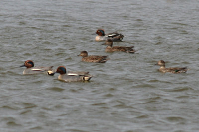 Common Teal (Anas crecca) Barcelona, Delta del Llobregat.JPG