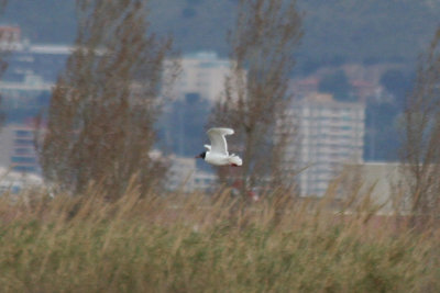 Mediterranean Gull (Ichthyaetus melanocephalus) Delta Llobregat, Barcelona