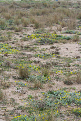 Delta Llobregat - Regenerated beach vegetation.JPG