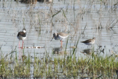 Spotted Redshank (Tringa erythropus) Barcelona, Delta del Llobregat