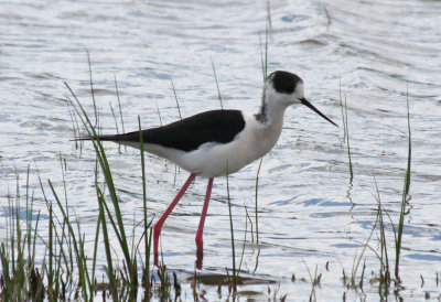 Black-winged Stilt (Himantopus himantopus) Barcelona, Delta del Llobregat.JPG