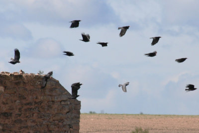 Red-billed Chough (Pyrrhocorax pyrrhocorax) Los Monegros, Huesca, Spain.JPG