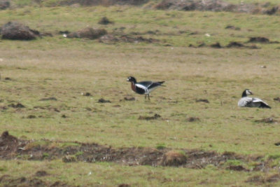 Red-breasted Goose (Branta ruficollis)