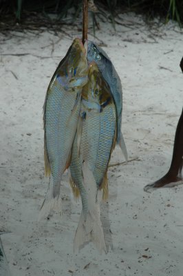 DSC_0947.JPG