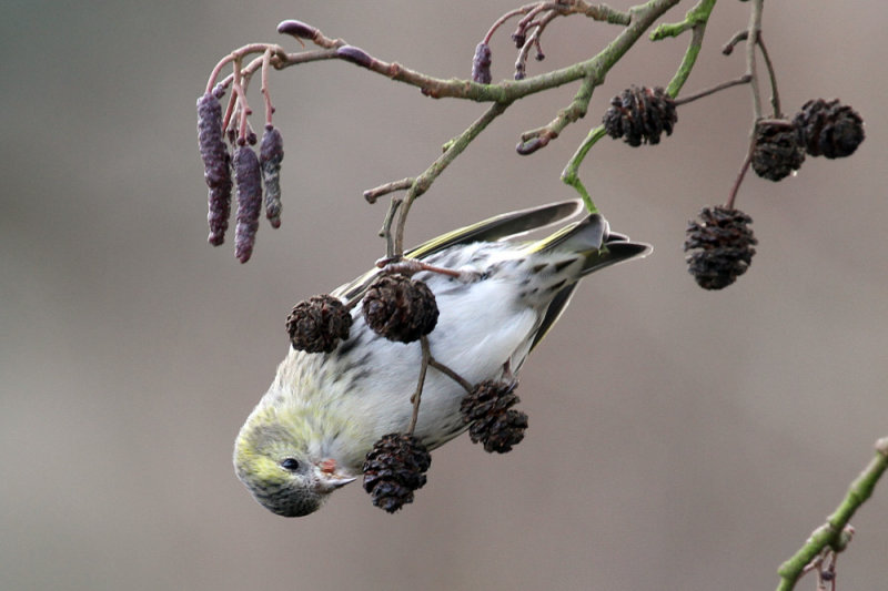 Eurasian siskin