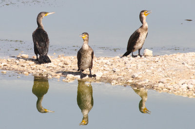 Great cormorant
