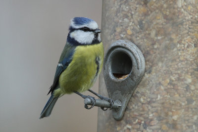 Blue tit