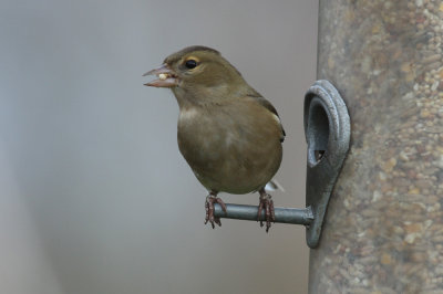 Chaffinch