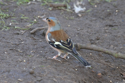 Common chaffinch