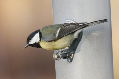 Great tit