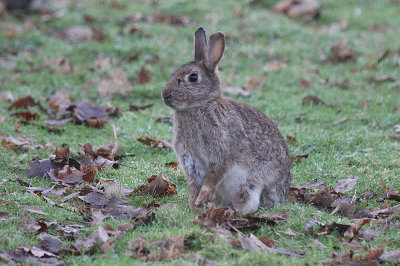 European rabbit