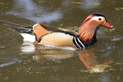 Mandarin duck