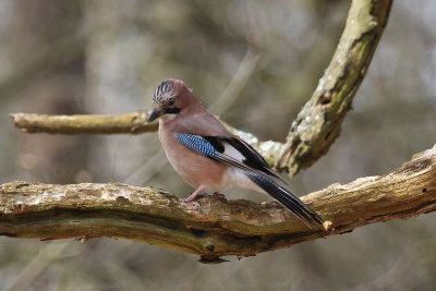 Eurasian jay