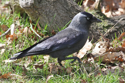 Western jackdaw